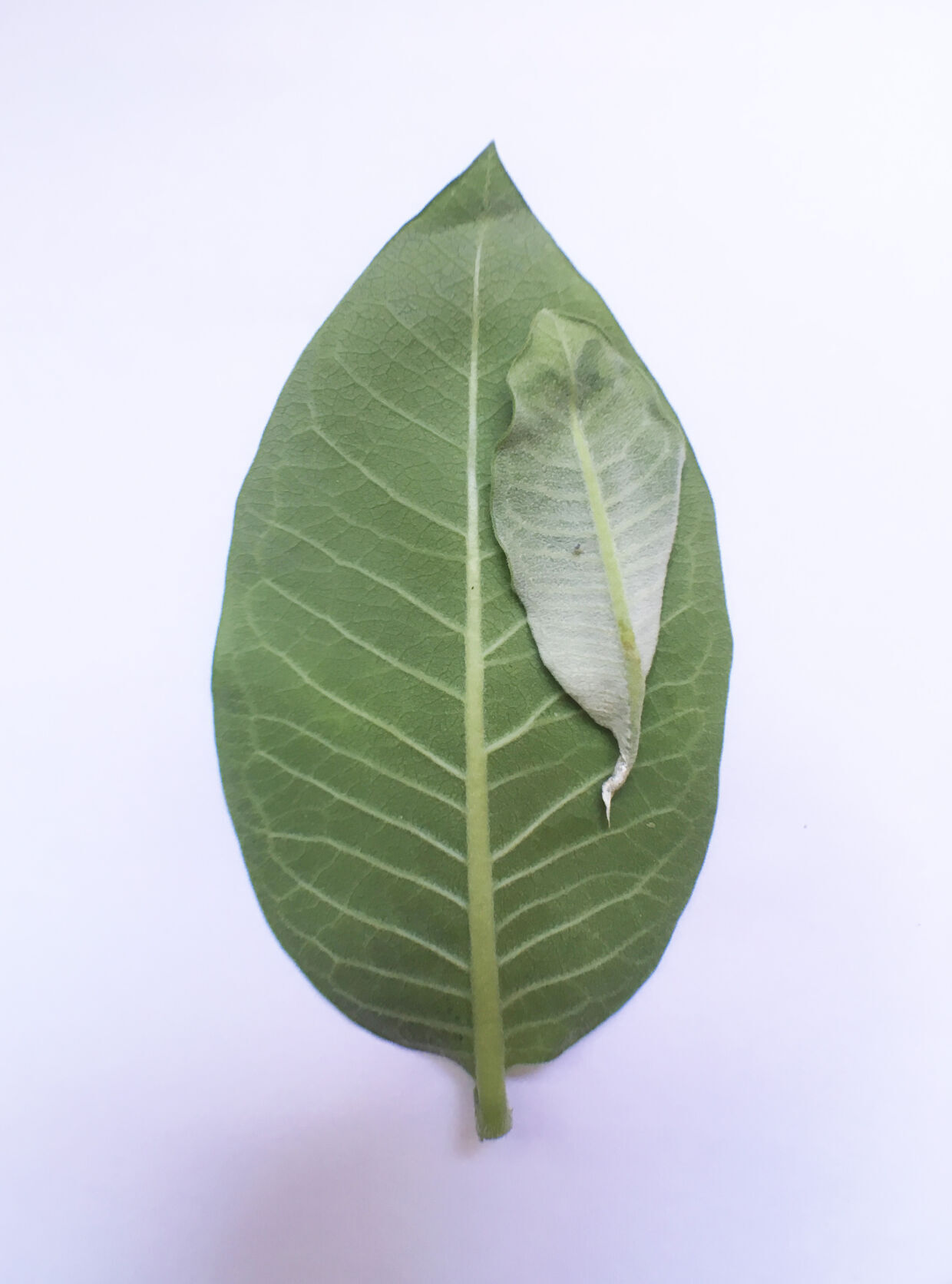 5 things to know about helping monarch butterflies 3